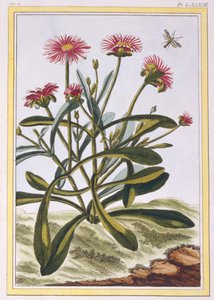 La Ficode d&39;Afrique أو Mesembryanthemum ، c.1776 (النقش اليدوي) بواسطة بيير جوزيف بوشوز